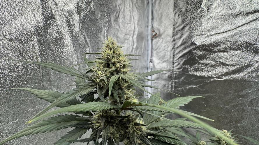 Banana Purple Punch Auto. Week 8