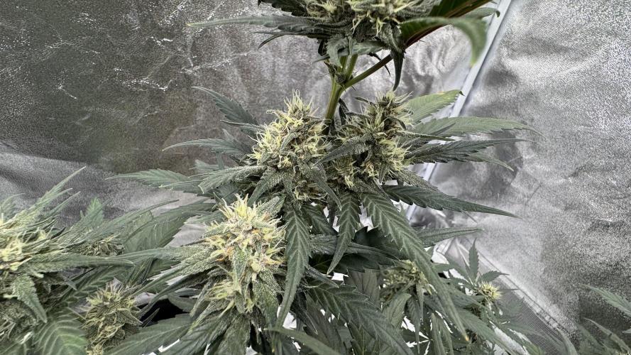 Banana Purple Punch Auto. Week 8