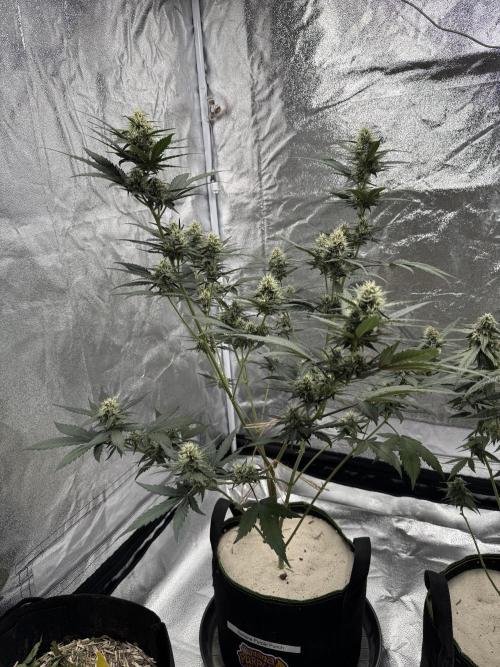 Banana Purple Punch Auto. Week 8