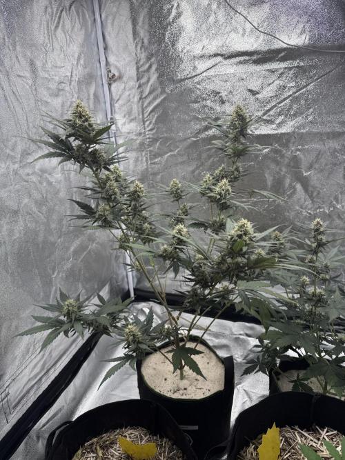 Banana Purple Punch Auto. Week 8