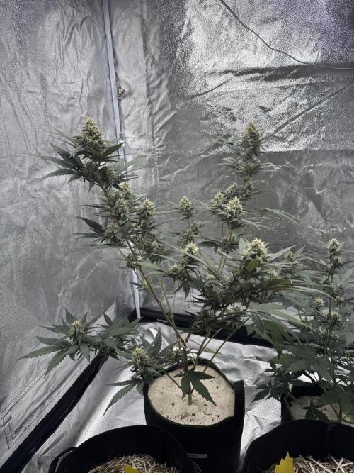 Banana Purple Punch Auto. Week 8
