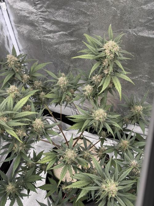 Banana Purple Punch Auto. Week 9