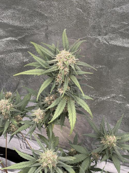 Banana Purple Punch Auto. Week 9