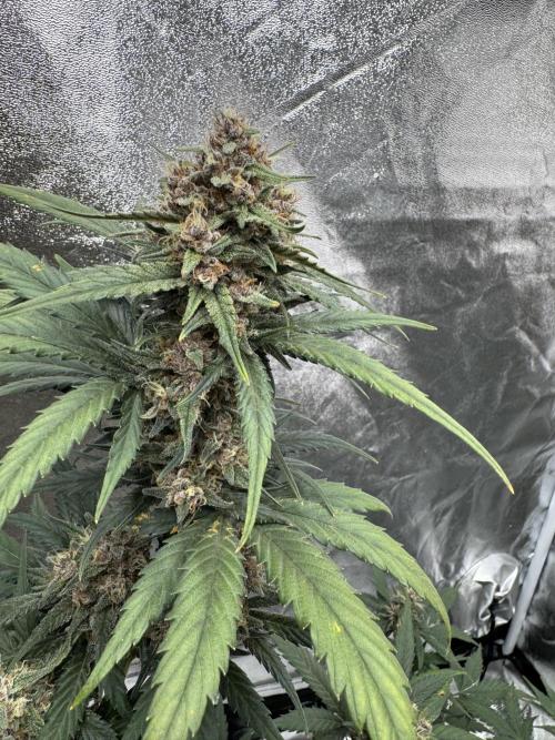 Banana Purple Punch Auto. Week 9