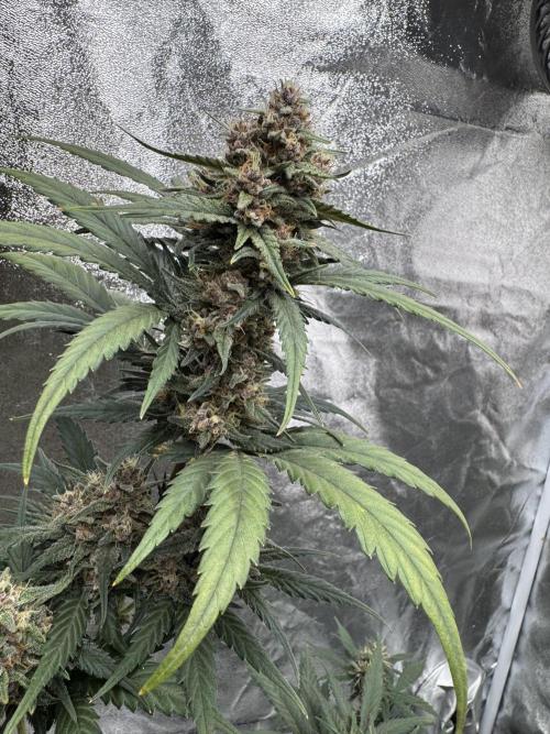 Banana Purple Punch Auto. Week 9