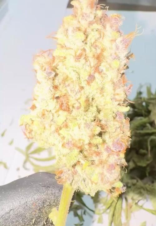 Gorilla Cookies Auto