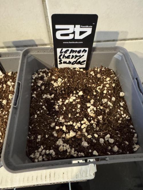 Fastbuds newest champions-line strains. Week 0
