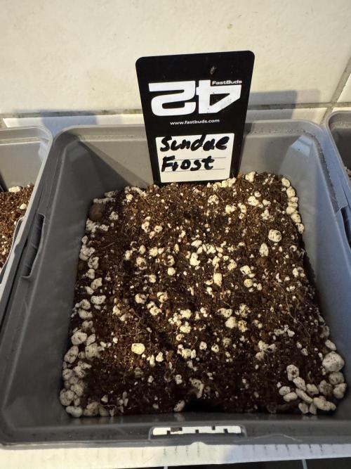Fastbuds newest champions-line strains. Week 0