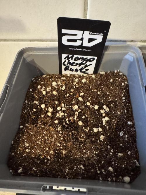 Fastbuds newest champions-line strains. Week 0