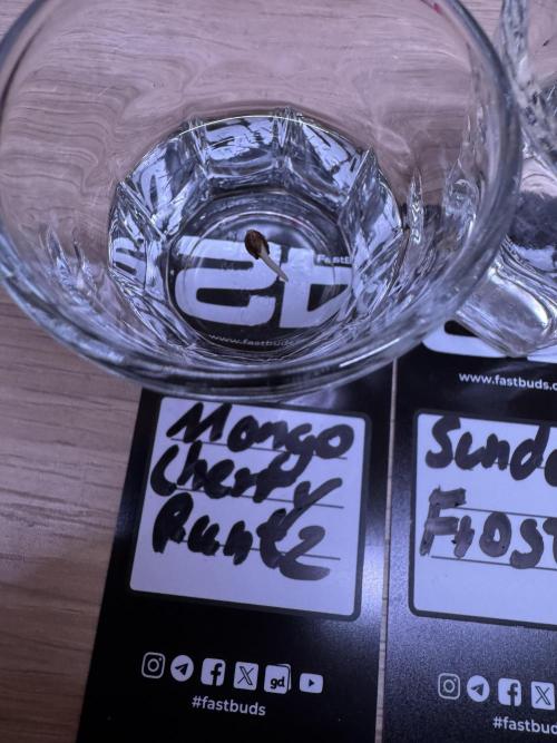 Fastbuds newest champions-line strains. Week 0