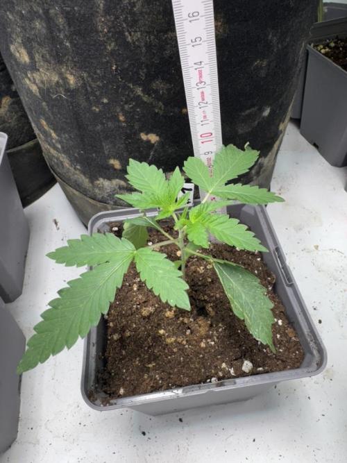 Fastbuds extract run. Week 3 - Biscotti Gelato (BG)