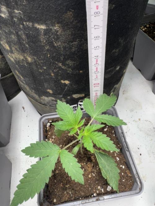 Fastbuds extract run. Week 3 - Biscotti Gelato (BG)