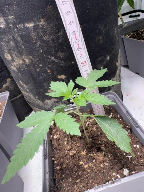 Fastbuds extract run. Week 3 - Biscotti Gelato (BG)