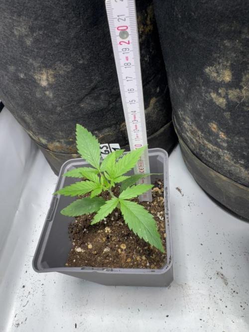 Fastbuds extract run. Week 3 - GG4 Sherbet FF (GS)