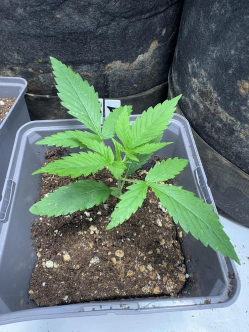 Fastbuds extract run. Week 3 - GG4 Sherbet FF (GS)