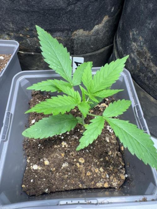 Fastbuds extract run. Week 3 - GG4 Sherbet FF (GS)