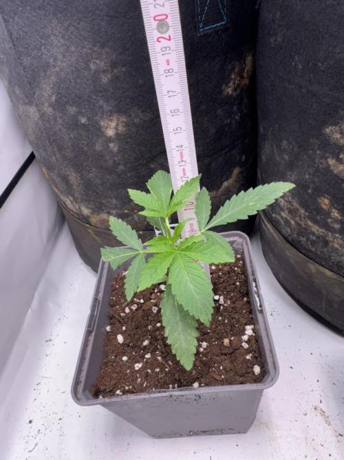 Fastbuds extract run. Week 3 - Garlic Mint Sherbet (GMS)