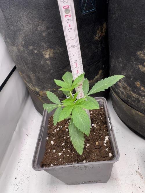 Fastbuds extract run. Week 3 - Garlic Mint Sherbet (GMS)