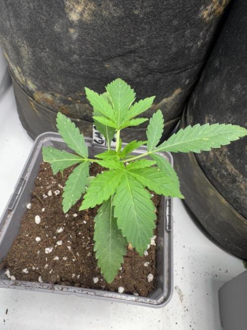 Fastbuds extract run. Week 3 - Garlic Mint Sherbet (GMS)