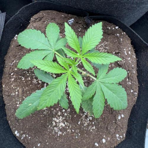Fastbuds extract run. Week 4 - Garlic Mint Sherbet (GMS) 03.07.26