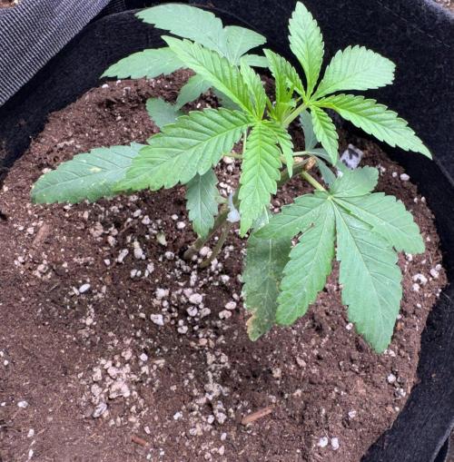 Fastbuds extract run. Week 4 - Garlic Mint Sherbet (GMS) 03.07.26