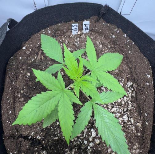 Fastbuds extract run. Week 4 - GG4 × Sherbet (GS) 03.07.26