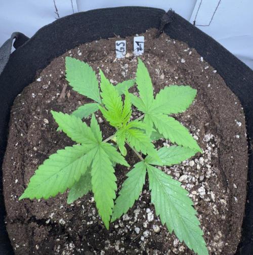 Fastbuds extract run. Week 4 - GG4 × Sherbet (GS) 03.07.26