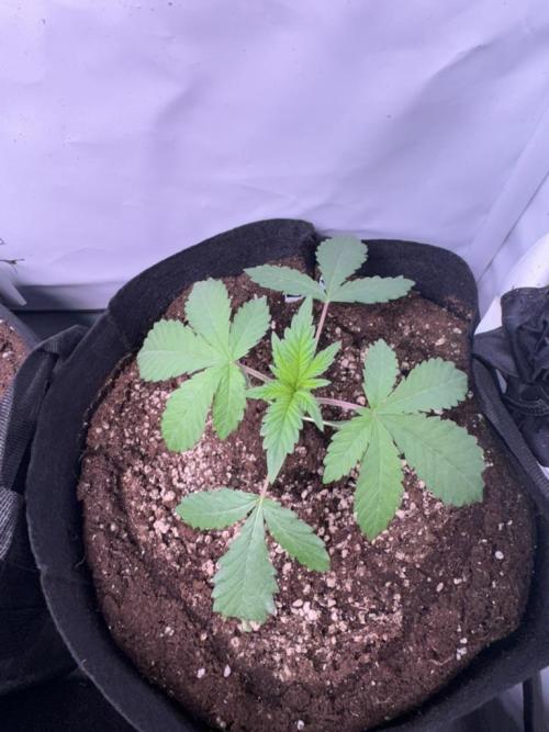 Fastbuds extract run. Week 4 - Biscotti Gelato (BG) 03.07.26