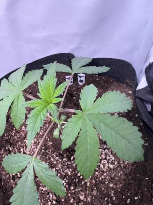 Fastbuds extract run. Week 4 - Biscotti Gelato (BG) 03.07.26