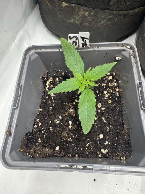 Fastbuds extract run. Week 2 - GG4 × Sherbet (GS)