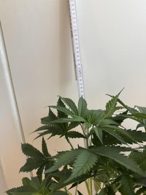 Fastbuds extract run. Week 7 - GG4 Sherbet FF (GS) 28.07.26