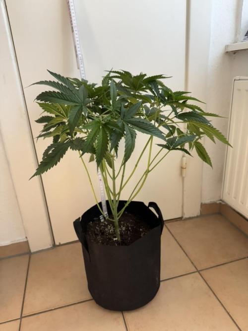 Fastbuds extract run. Week 7 - GG4 Sherbet FF (GS) 28.07.26