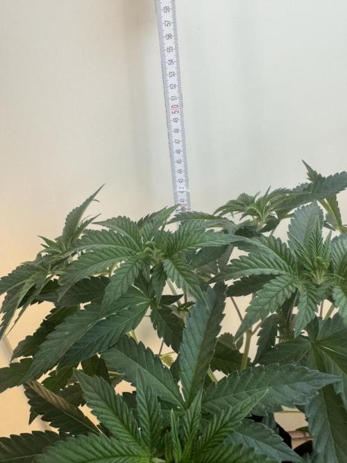 Fastbuds extract run. Week 7 - Garlic Mint Sherbet (GMS) 28.07.26