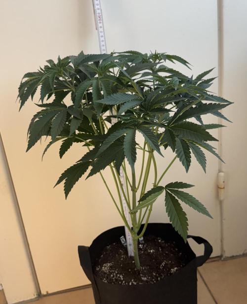 Fastbuds extract run. Week 7 - Garlic Mint Sherbet (GMS) 28.07.26