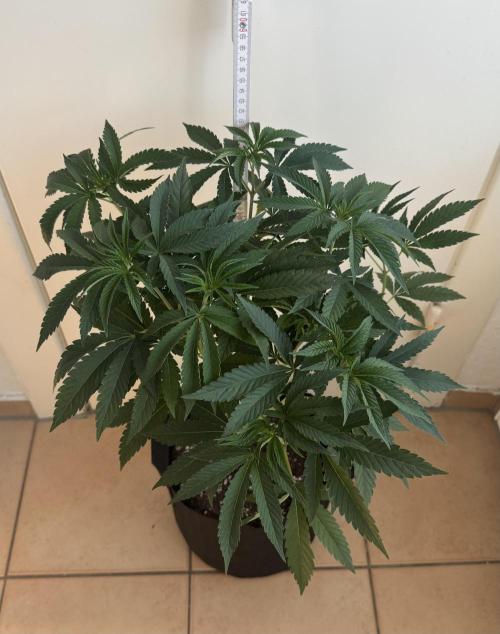 Fastbuds extract run. Week 7 - Garlic Mint Sherbet (GMS) 28.07.26