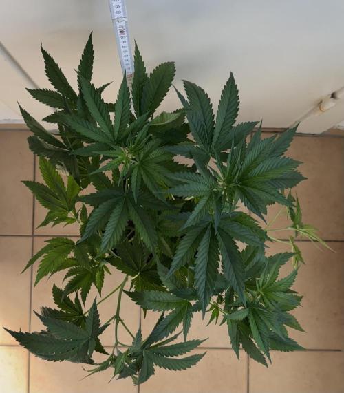 Fastbuds extract run. Week 7 - GG4 Sherbet FF (GS) 28.07.26