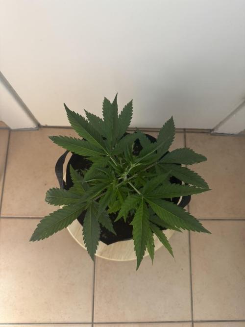 Fastbuds extract run. Week 5 - GG4 Sherbet FF (GS)