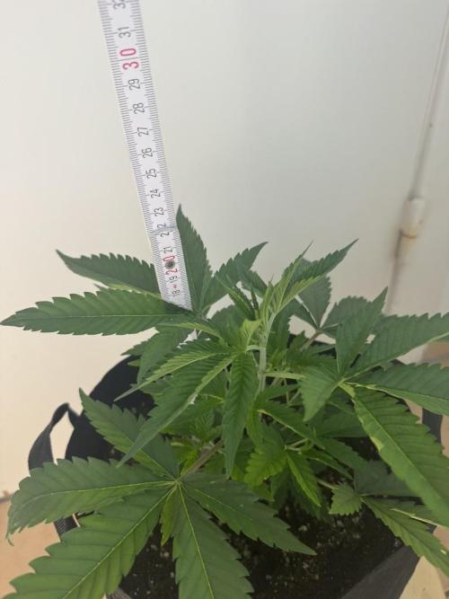Fastbuds extract run. Week 5 - GG4 Sherbet FF (GS)