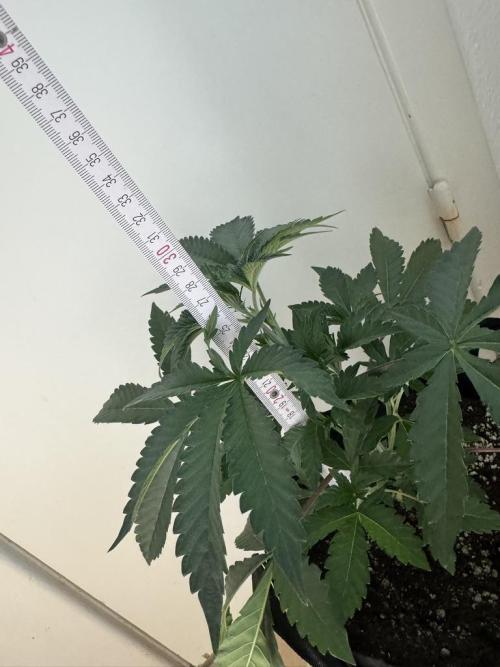 Fastbuds extract run. Week 5 - Biscotti Gelato (BG)