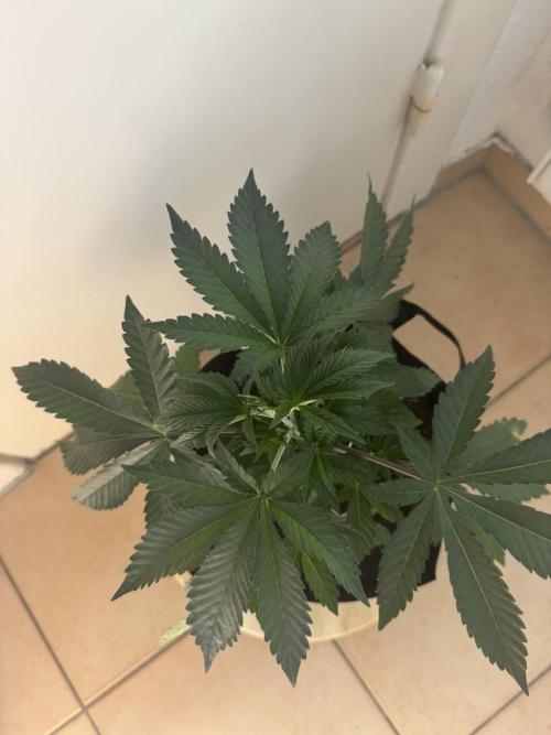 Fastbuds extract run. Week 5 - Biscotti Gelato (BG)
