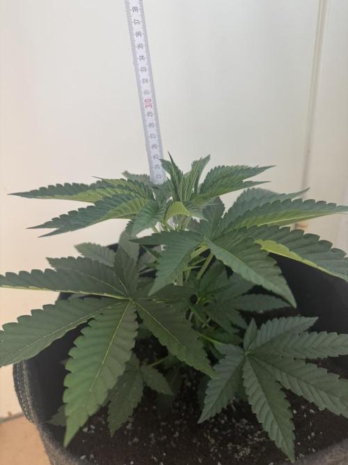 Fastbuds extract run. Week 5 - Garlic Mint Sherbet (GMS)