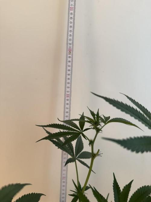 Fastbuds extract run. Week 9 - GG4 Sherbet FF (GS)