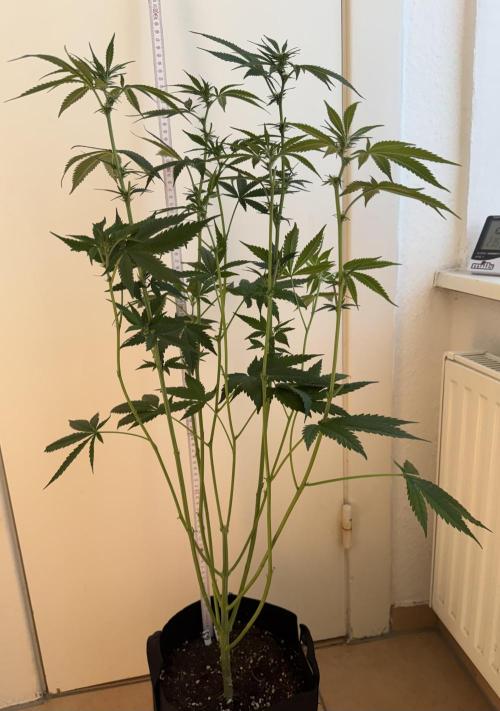 Fastbuds extract run. Week 9 - GG4 Sherbet FF (GS)