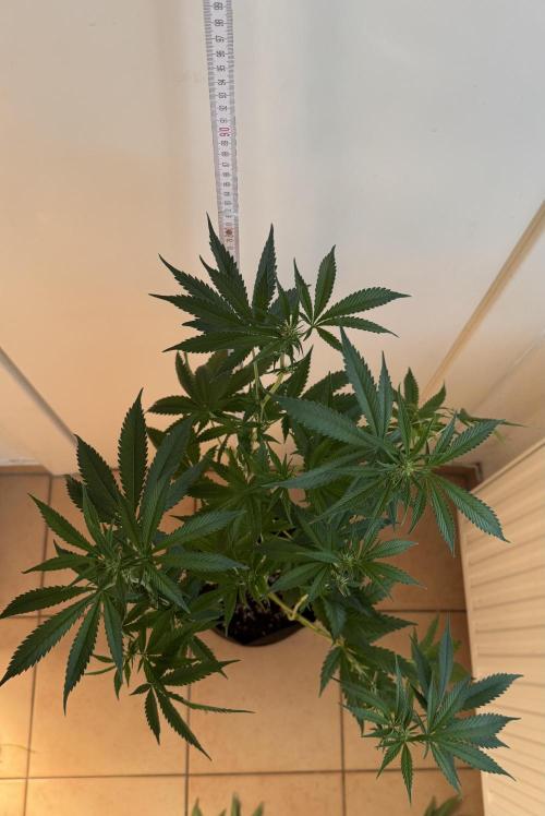 Fastbuds extract run. Week 9 - GG4 Sherbet FF (GS)