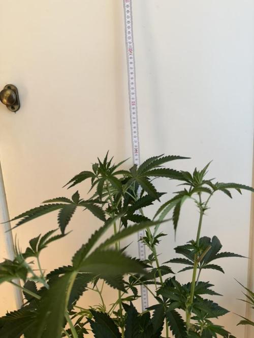 Fastbuds extract run. Week 9 - Biscotti Gelato (BG)