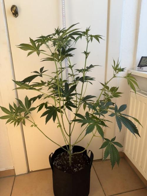 Fastbuds extract run. Week 9 - Biscotti Gelato (BG)