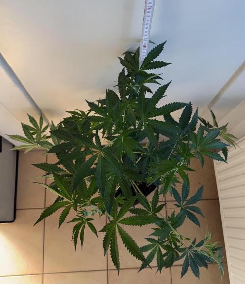 Fastbuds extract run. Week 9 - Biscotti Gelato (BG)