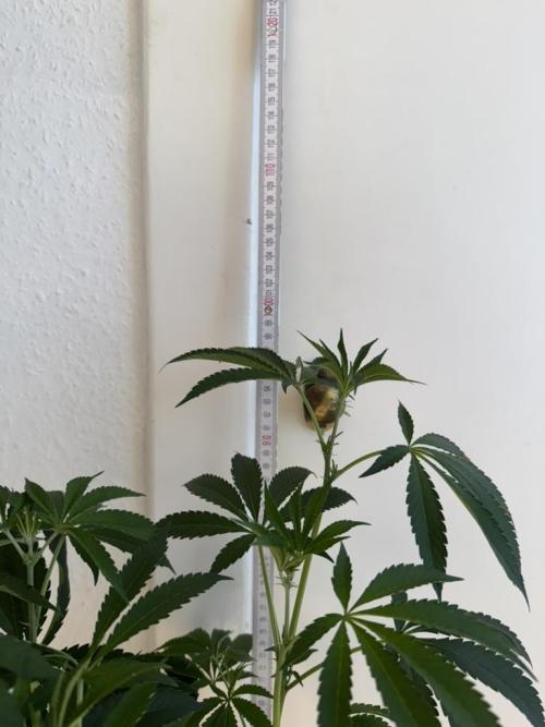 Fastbuds extract run. Week 9 - Garlic Mint Sherbet (GMS)