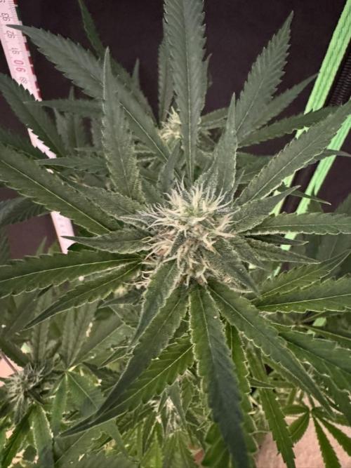 Fastbuds extract run. Week 11 - GG4 Sherbet FF (GS)