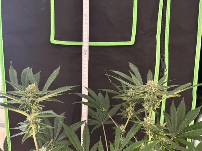 Fastbuds extract run. Week 11 - GG4 Sherbet FF (GS)